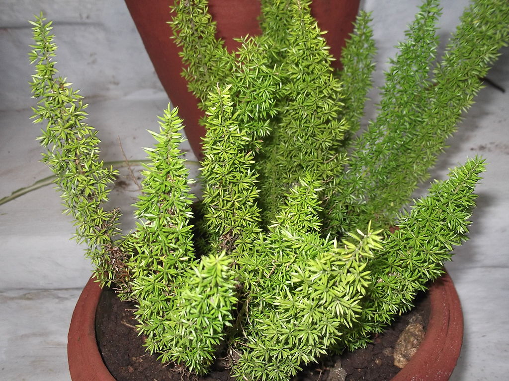 8 Best Low Maintenance Plants for Your Orlando or Apopka, Florida Home
